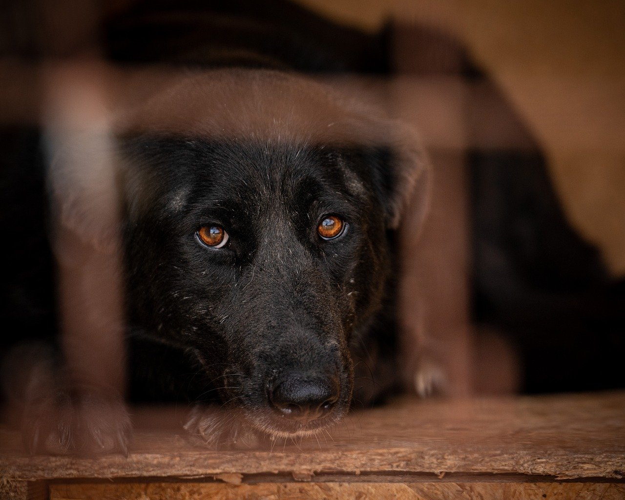 Hinweise zur Hunde-Adoption
